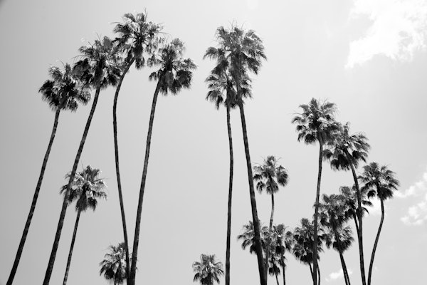 Under the Palm Trees 5