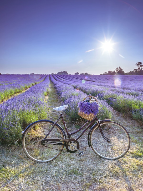 Bicycle with flowers in a Lavender field