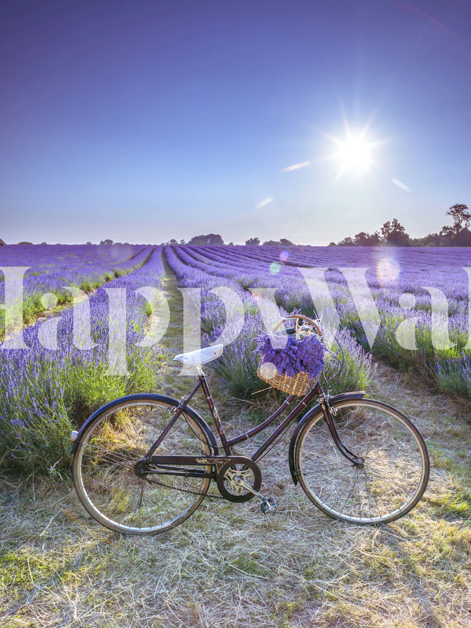 Bicycle in a lavender field with purple flowers wallpaper
