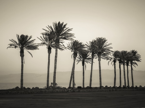 Palm Trees Embracing the Beach