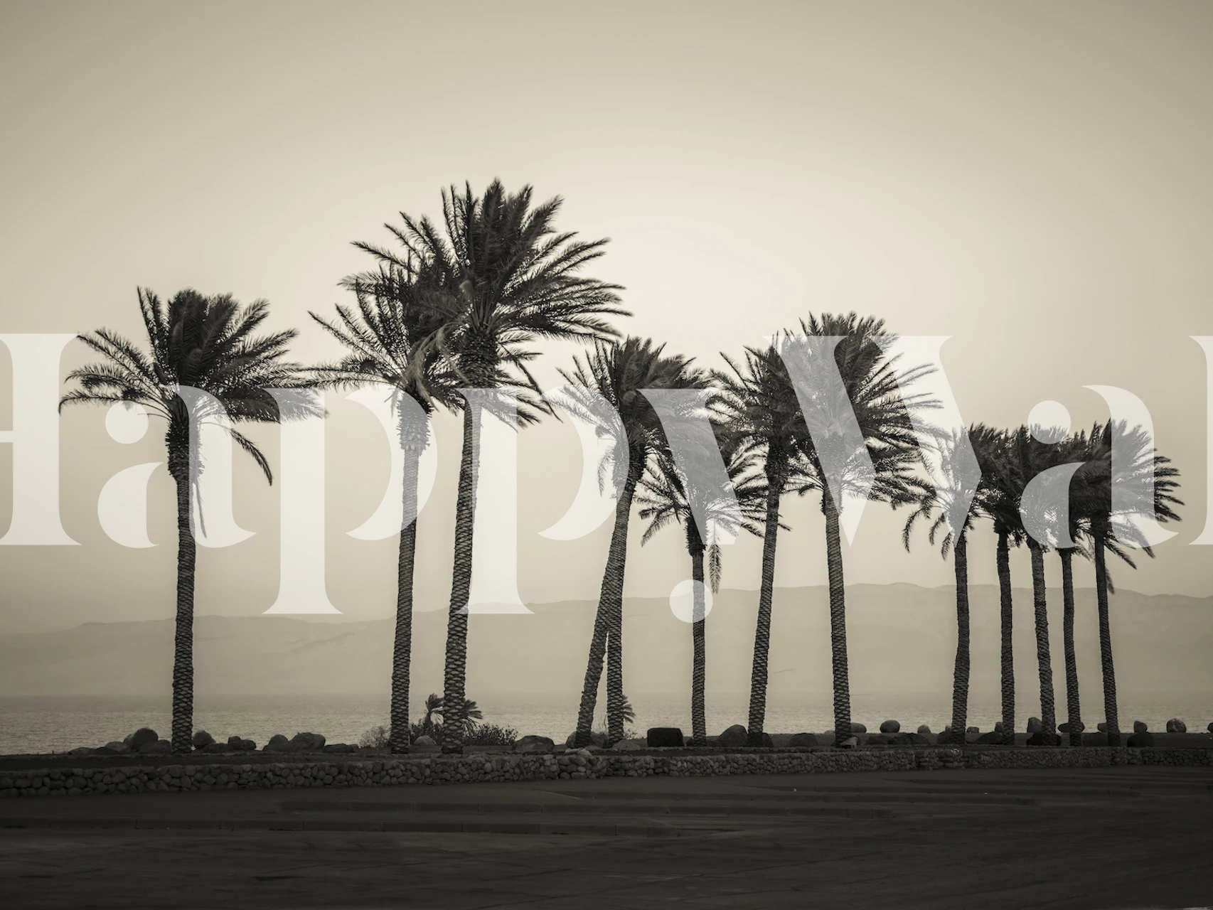 Silhouette of palm trees in black and white wallpaper