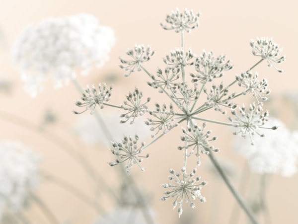 Cow Parsley Blossoms