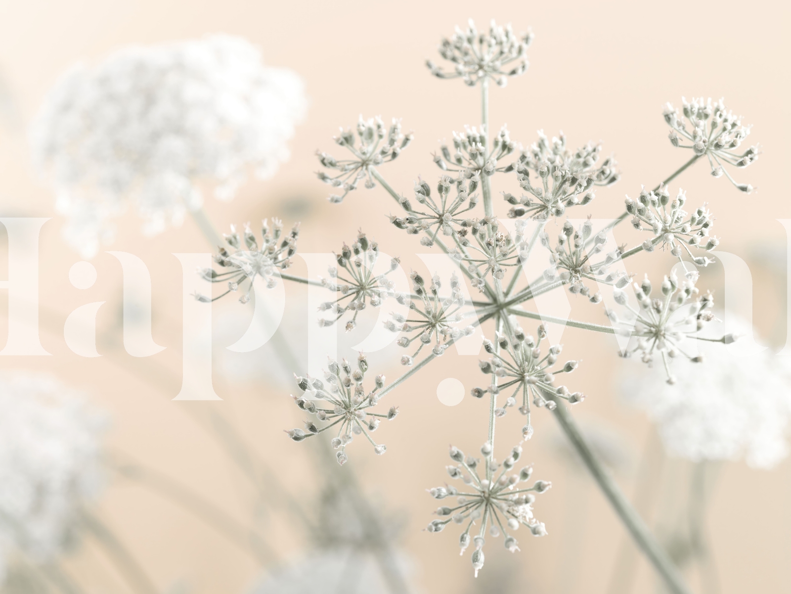 Beautiful Cow Parsley Blossoms Wallpaper | Happywall