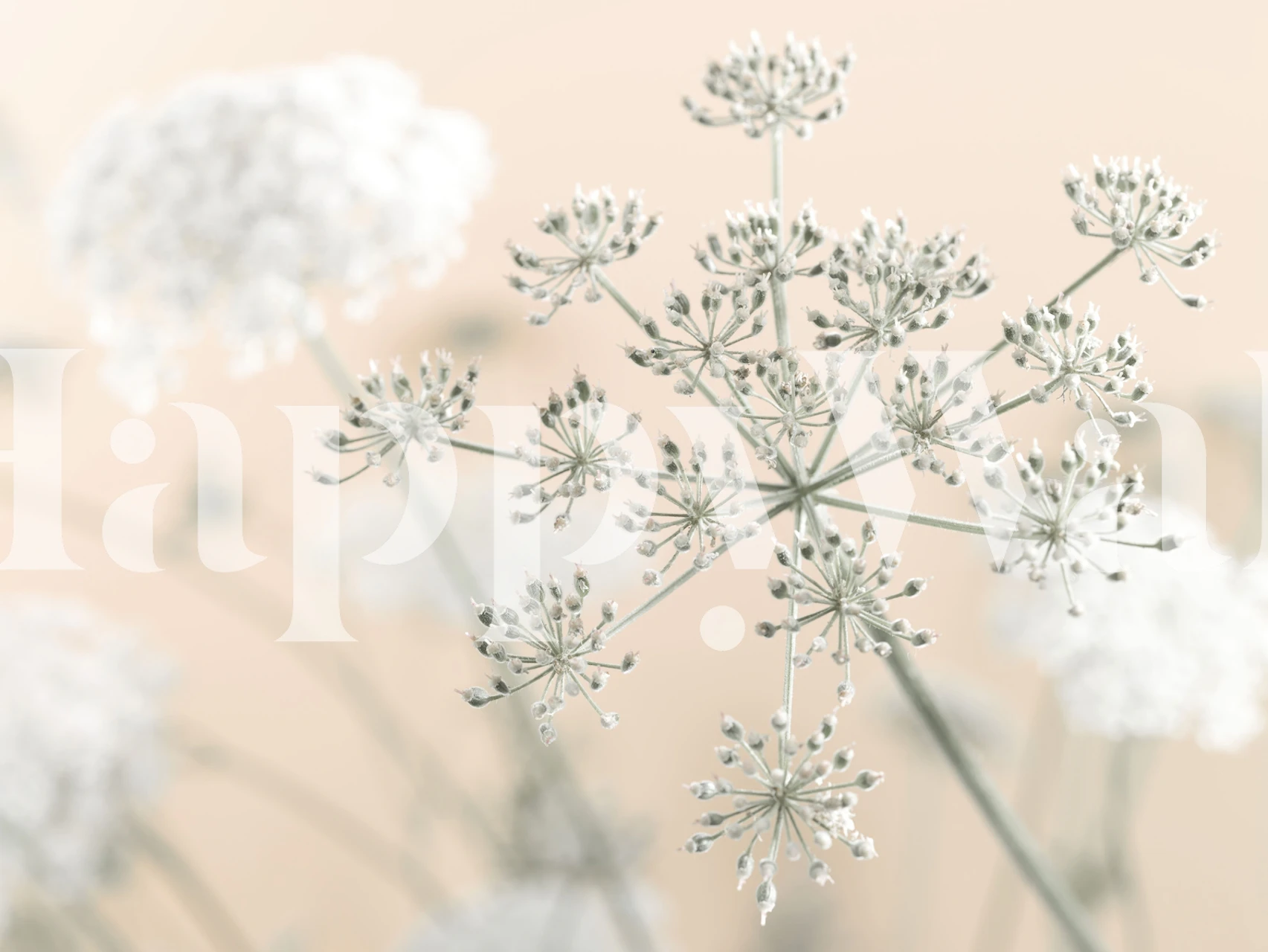 Cow Parsley Blossoms tapetti huoneessa