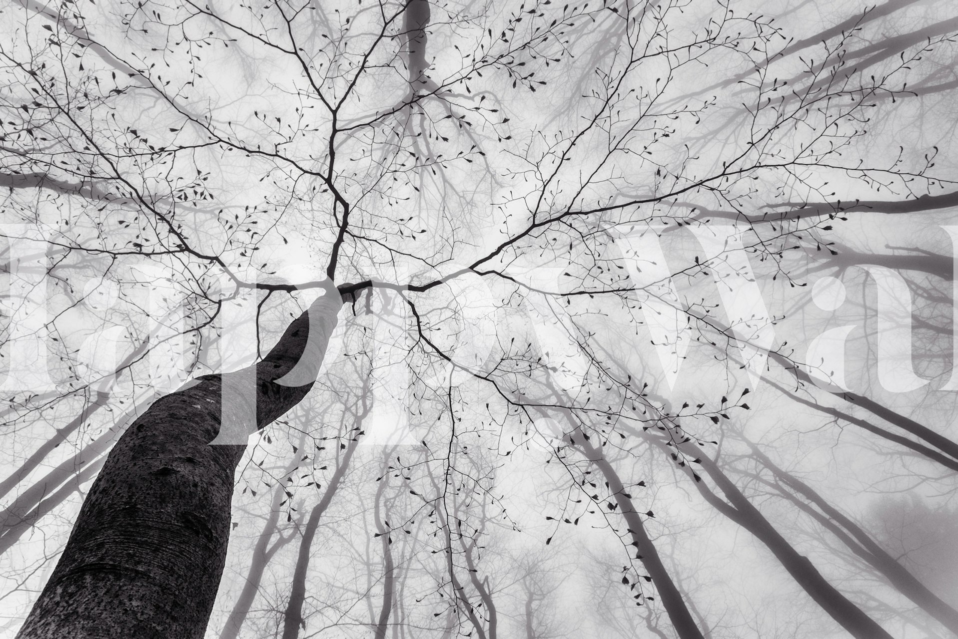Black and white tree crown with branches and leaves wallpaper