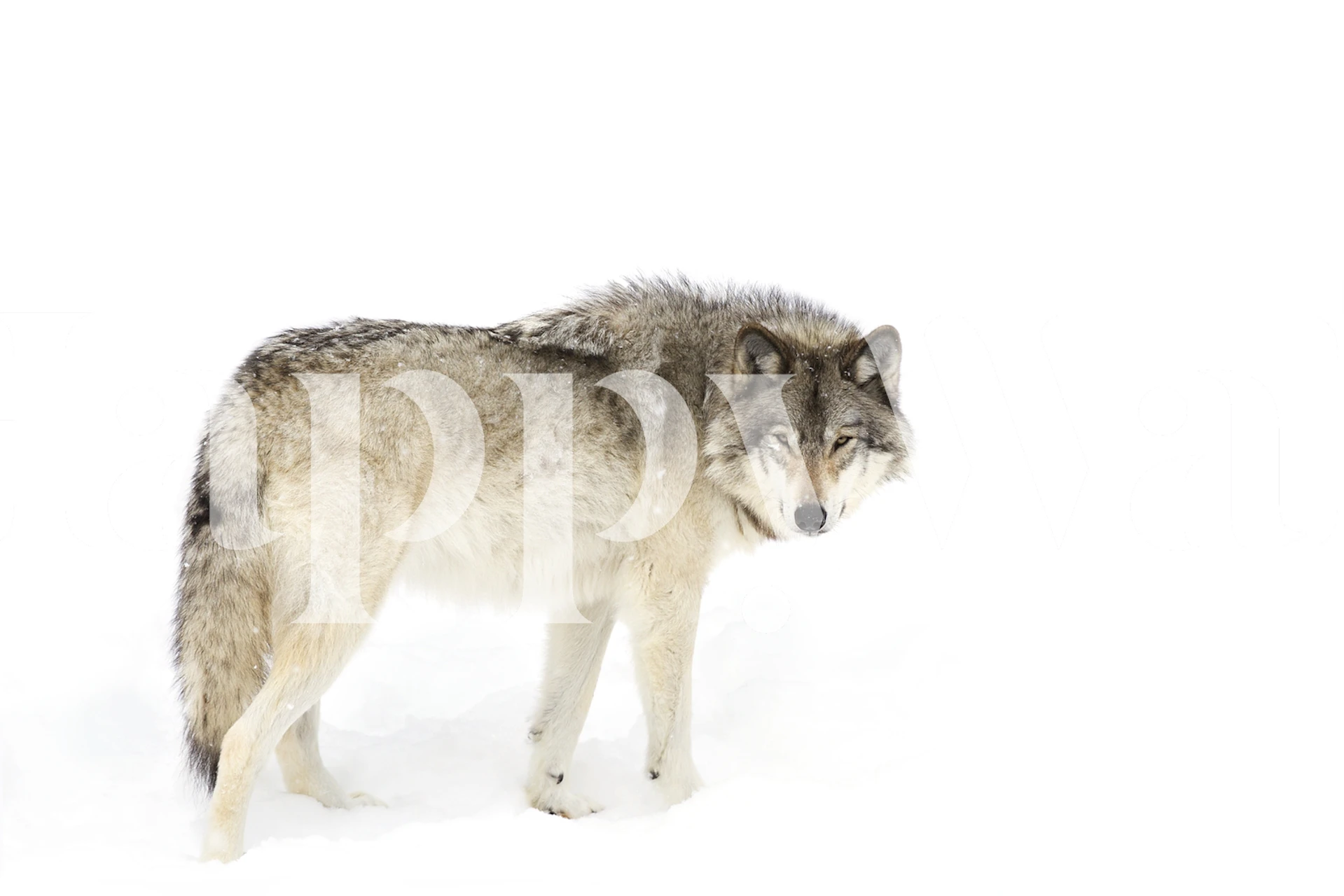 Canadian Timber wolf walking in snow