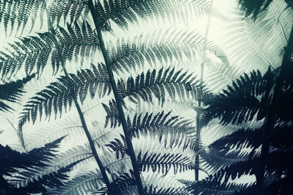 illuminated fern leaves