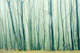 Fog in the Beech Forest