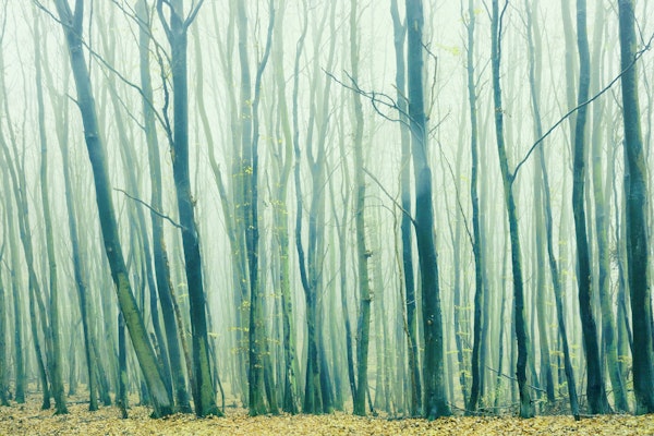 Fog in the Beech Forest