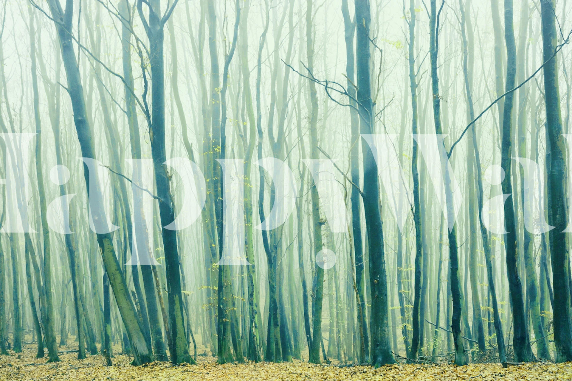 Fog in the Beech Forest papel tapiz en una habitación