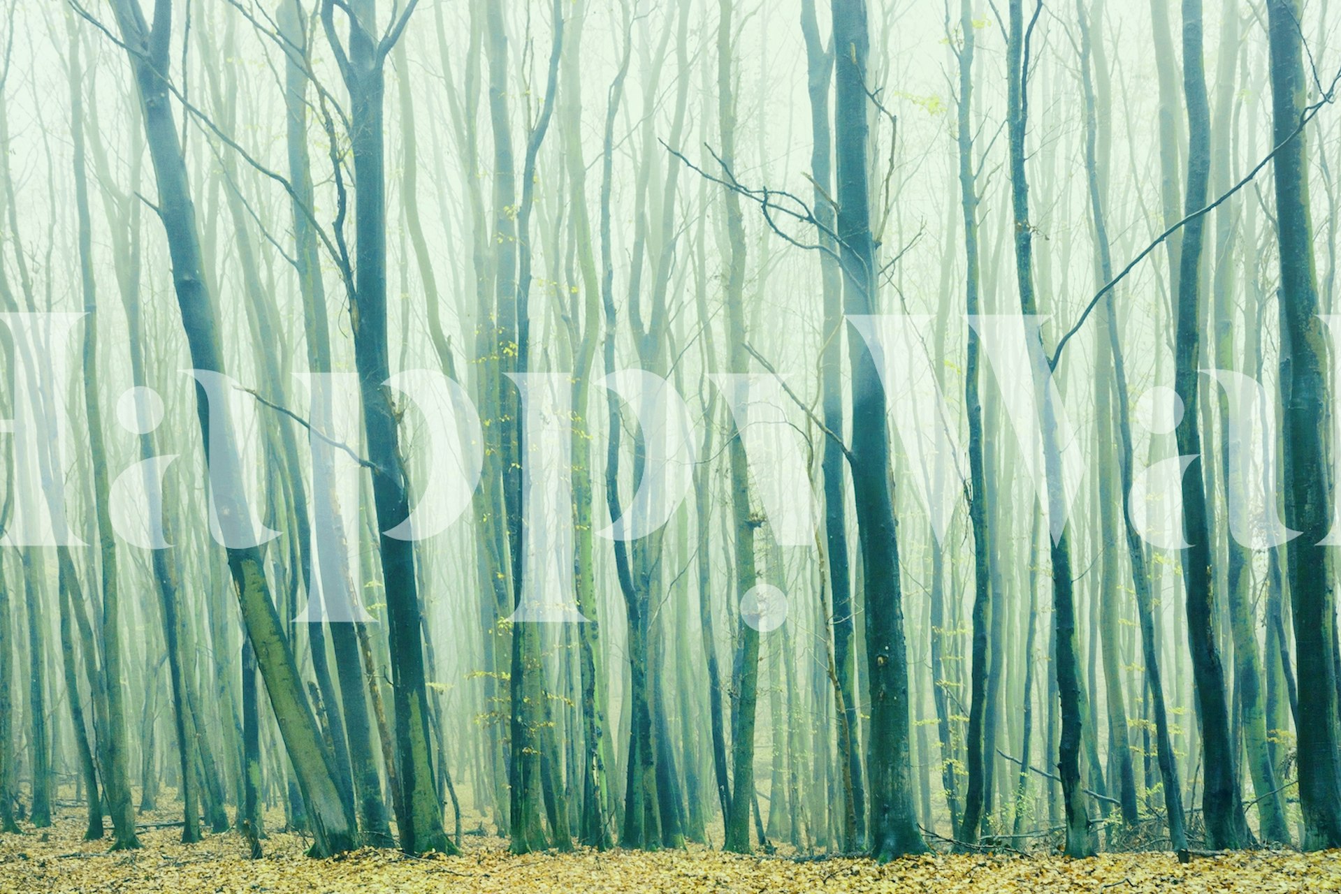 Fog in the Beech Forest papel tapiz en una habitación