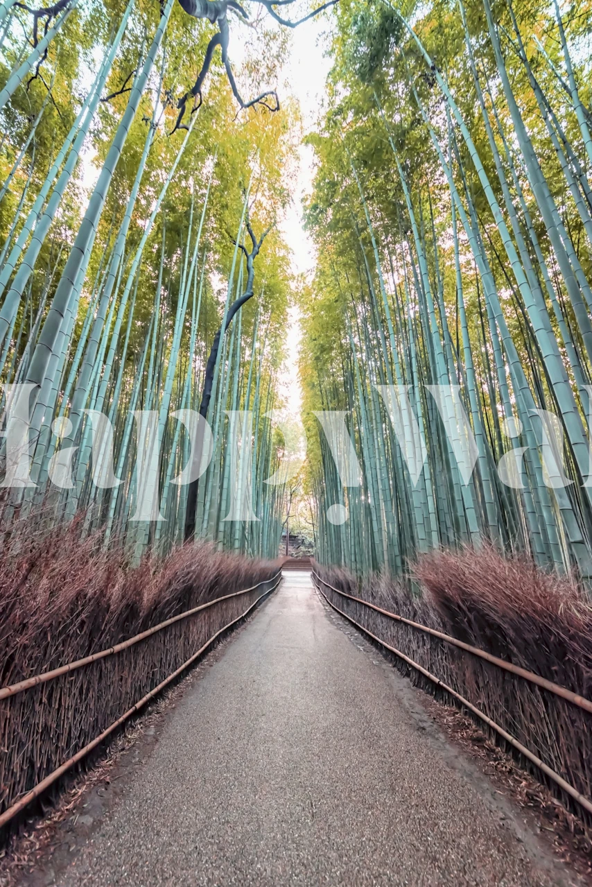 Fototapeta Arashiyama Bamboo Grove przedstawiająca wysoki bambus i spokojną ścieżkę.