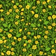 Buttercups on black