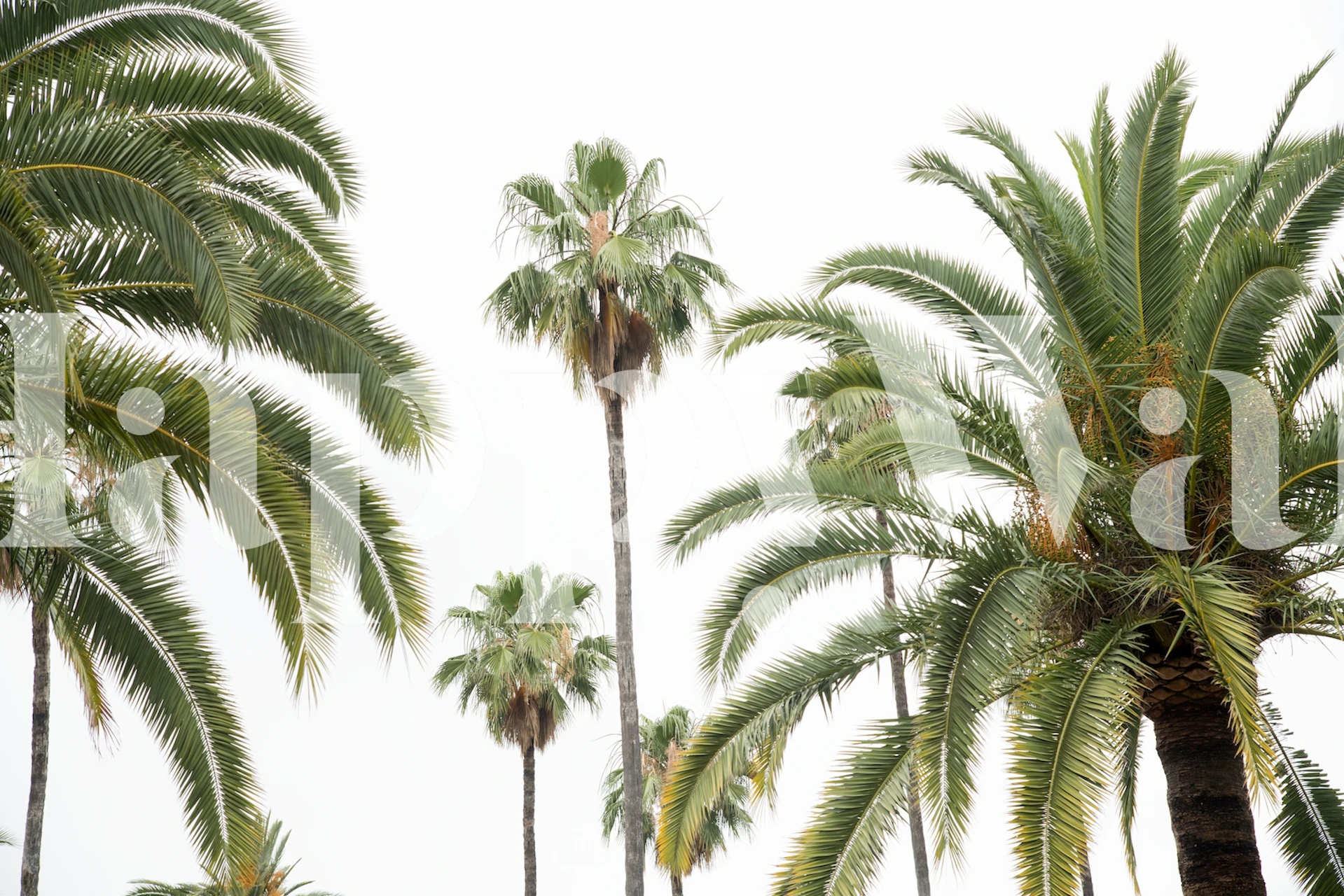 Palm Trees Beauty 2 wallpaper in a room