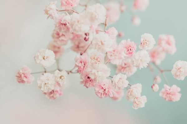 Flowers Pastel Pink and White