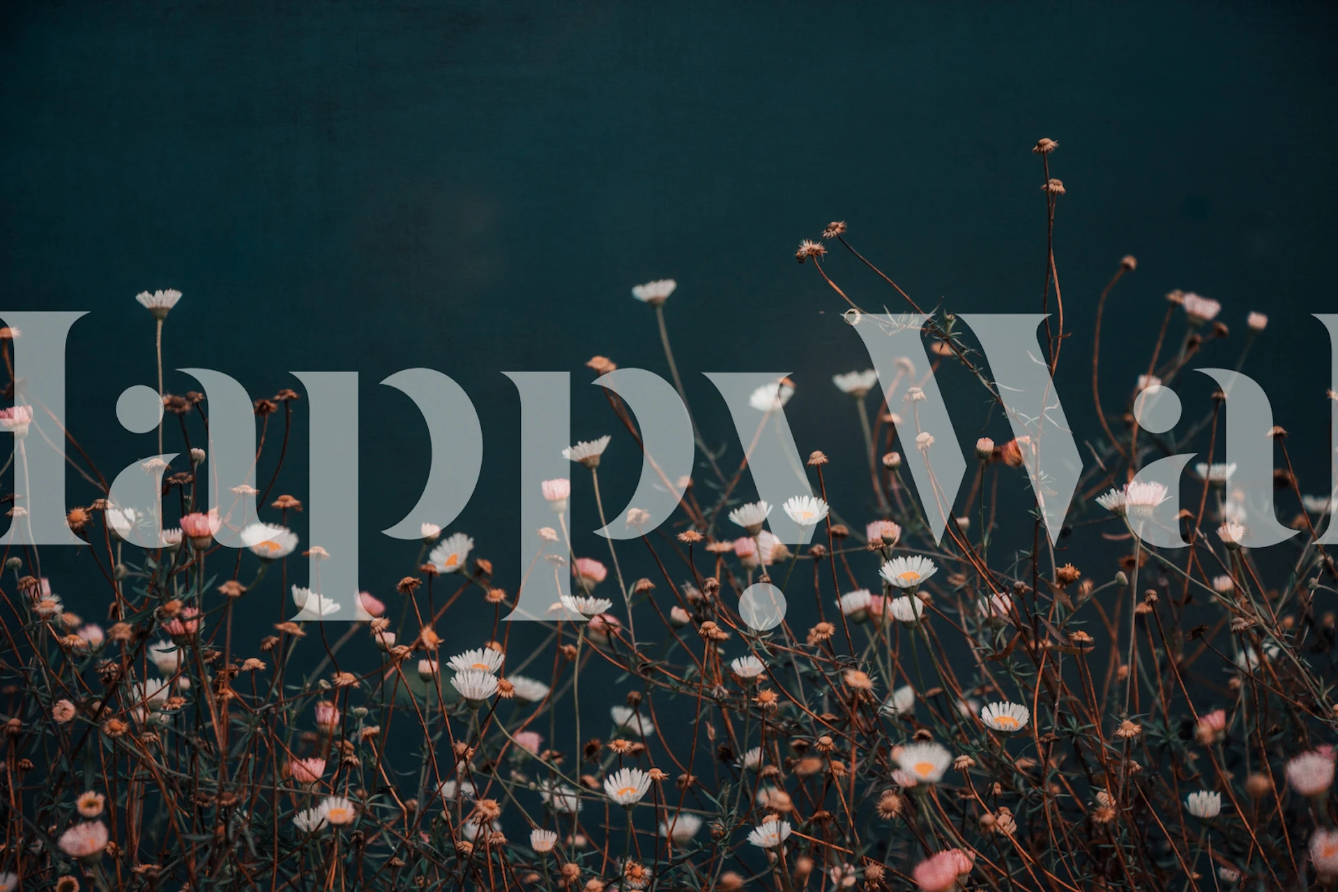 Färgglada vilda prästkragar på en djupblå fondtapet