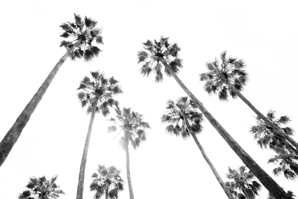 Under the Palm Trees 6