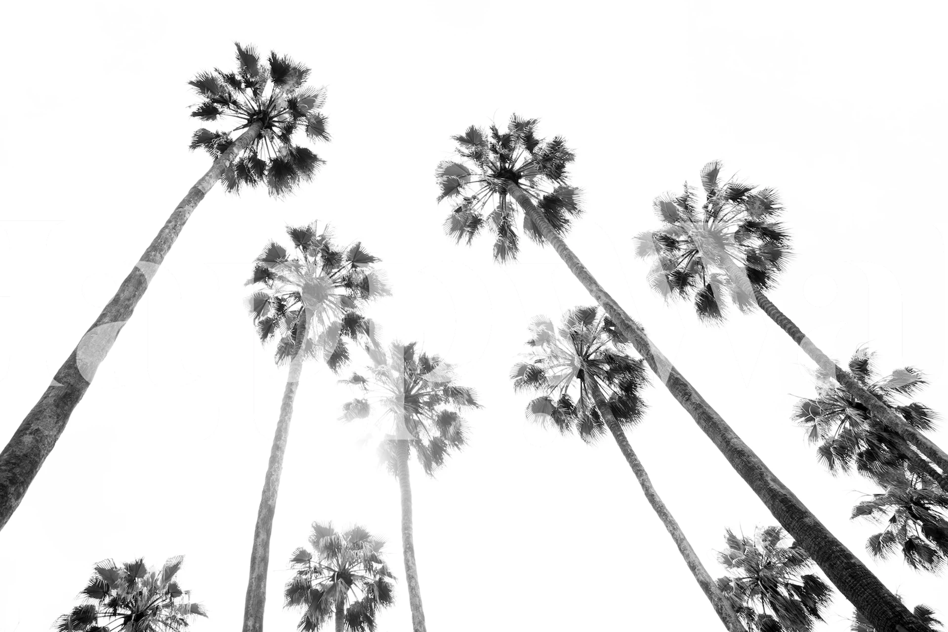 Palm trees wallpaper design in a room