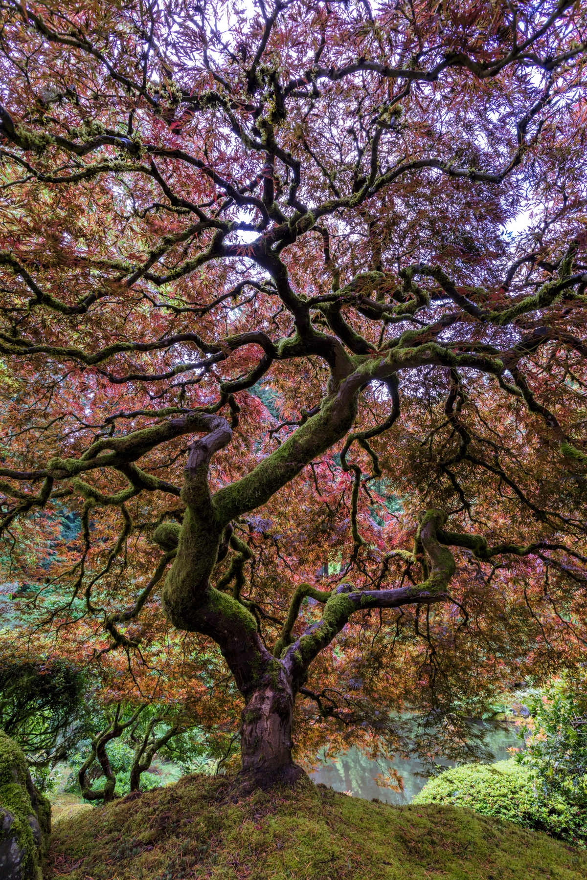 Japanese Maple Tree tapet | Fototapet - Happywall