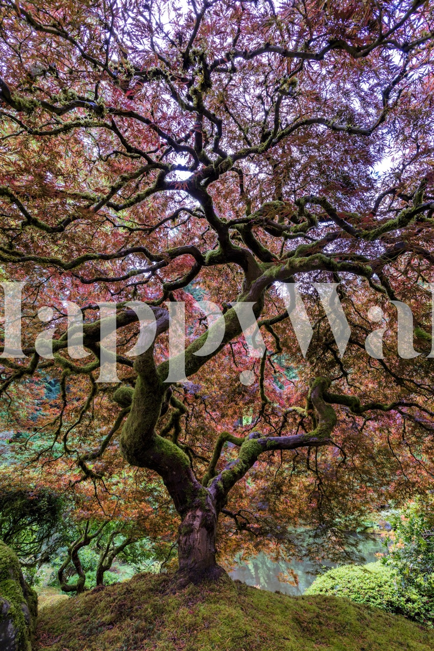 Japanese maple tree with intricate branches and colorful leaves wallpaper