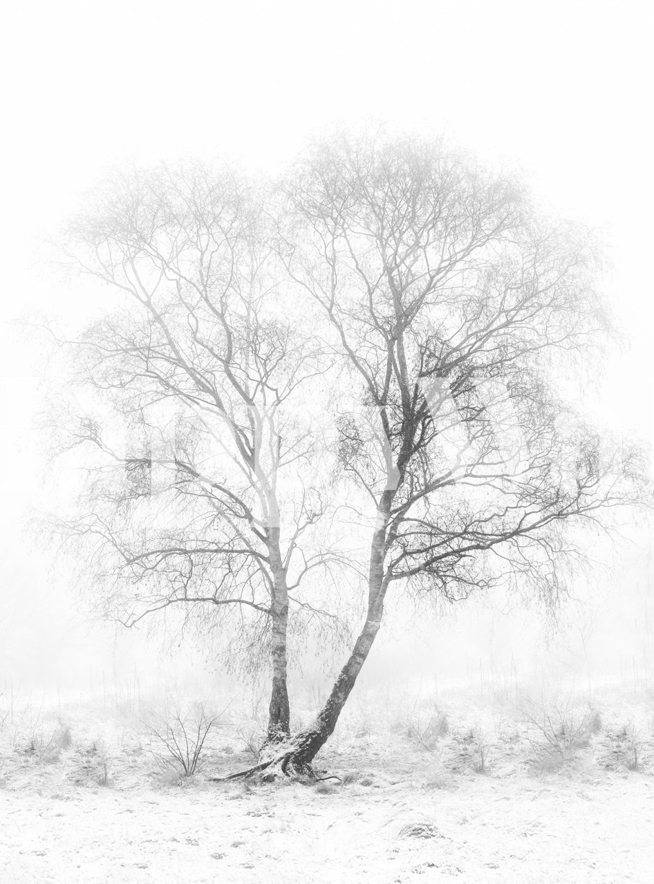 Black and white wallpaper featuring a silhouette of two trees with a foggy background.