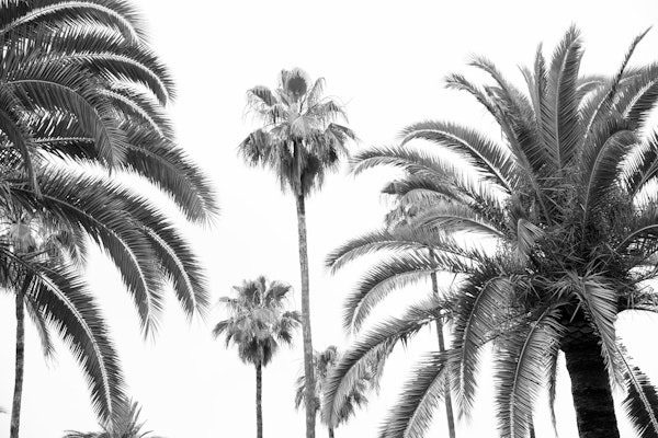 Palm Trees Beauty 3