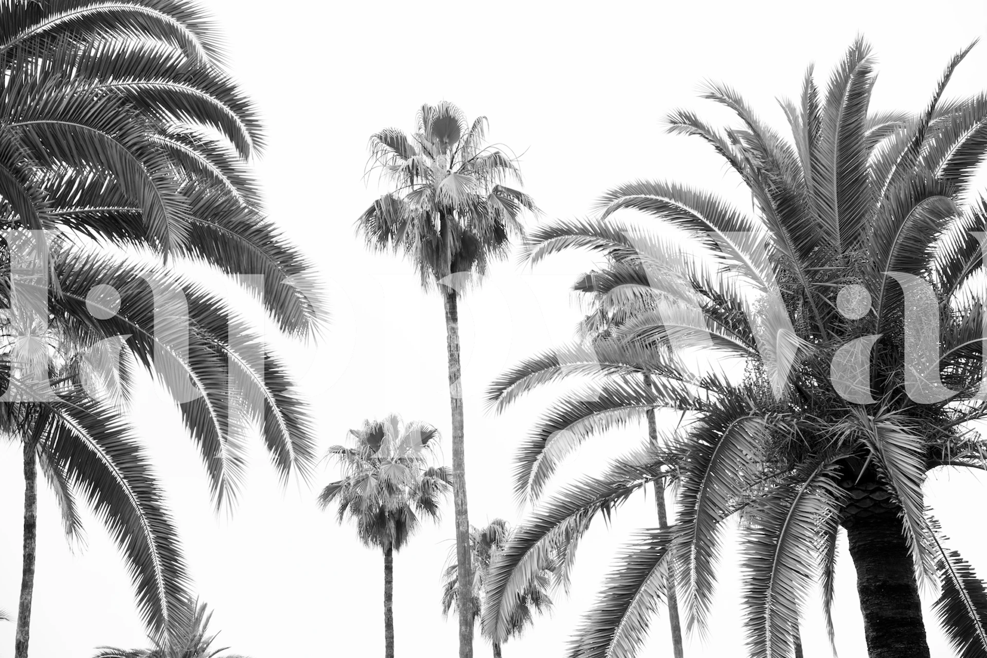 Svart och vit tapet av höga palmer mot en klar himmel