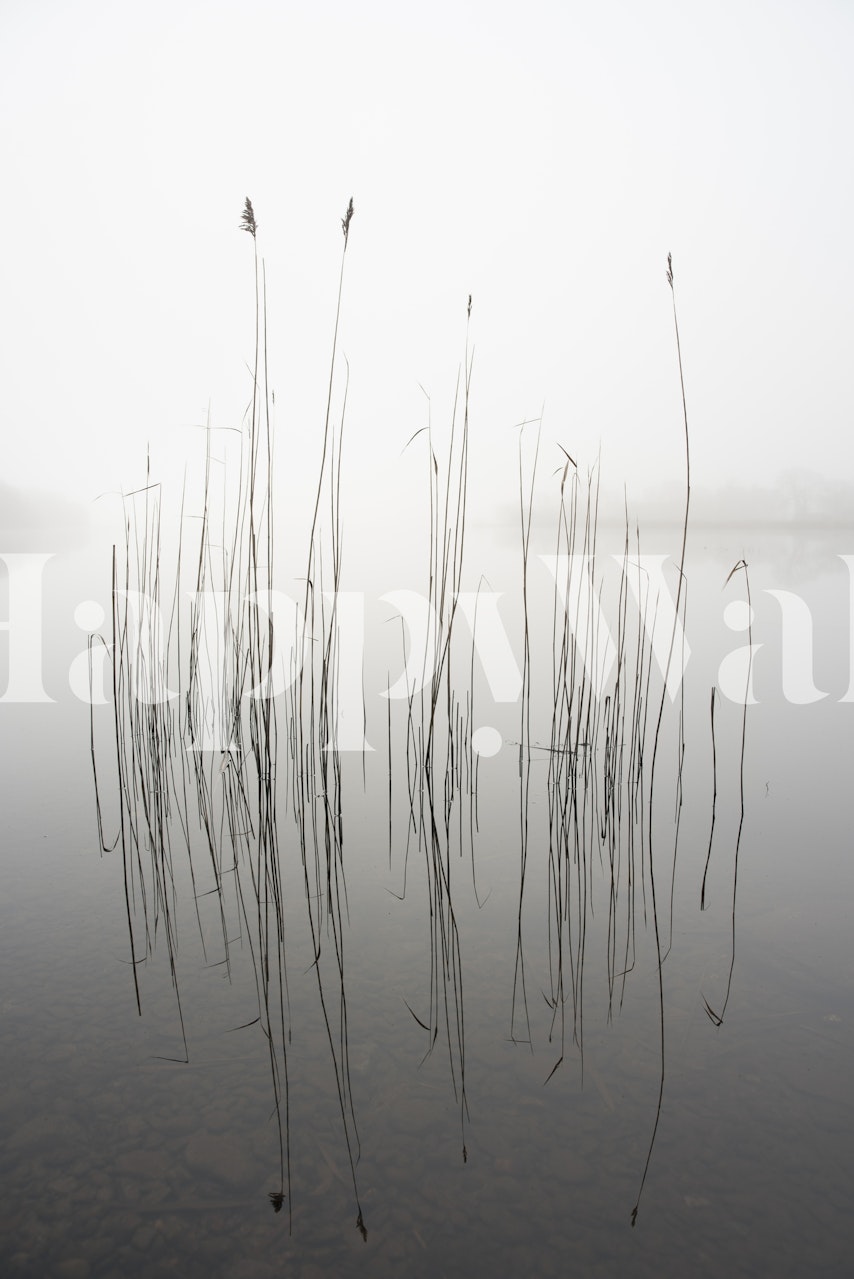 Foggy minimalism with tall reeds in water wallpaper
