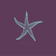 Dark purple aqua sea star