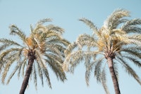 Palm Trees Beauty 4 papiers peint