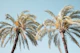 Palm Trees Beauty 4