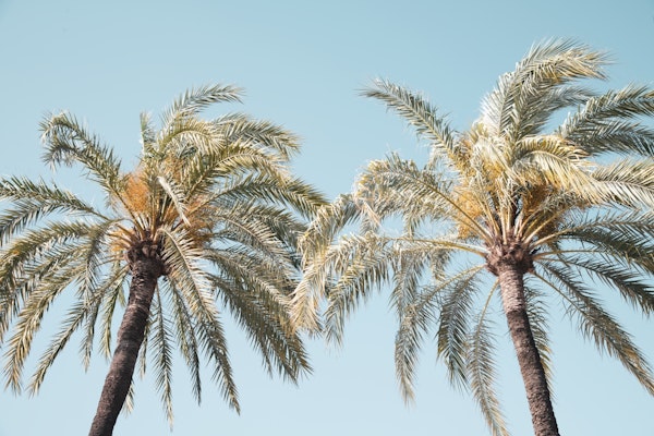 Palm Trees Beauty 4