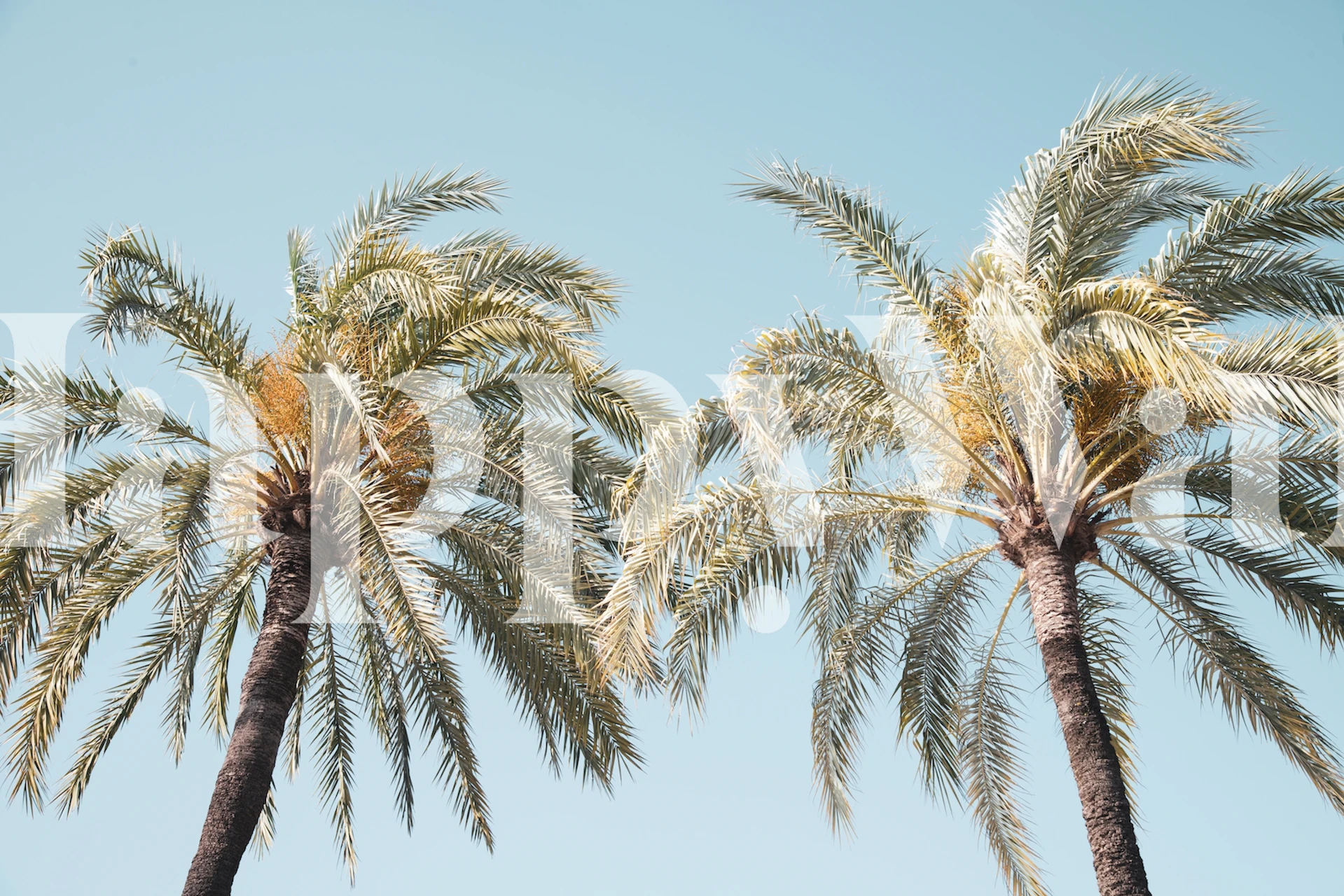 Tropical palm tree design with vibrant green leaves against a light blue background wallpaper