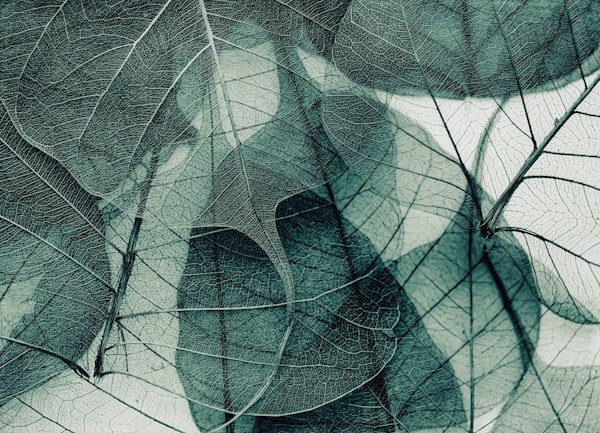 Leaves Green Abstract