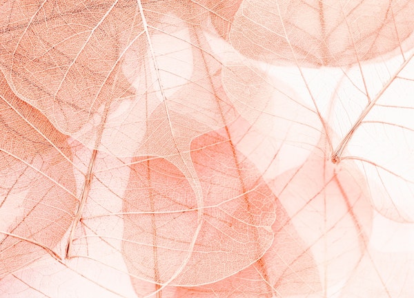 Leaves in Pastel Pink