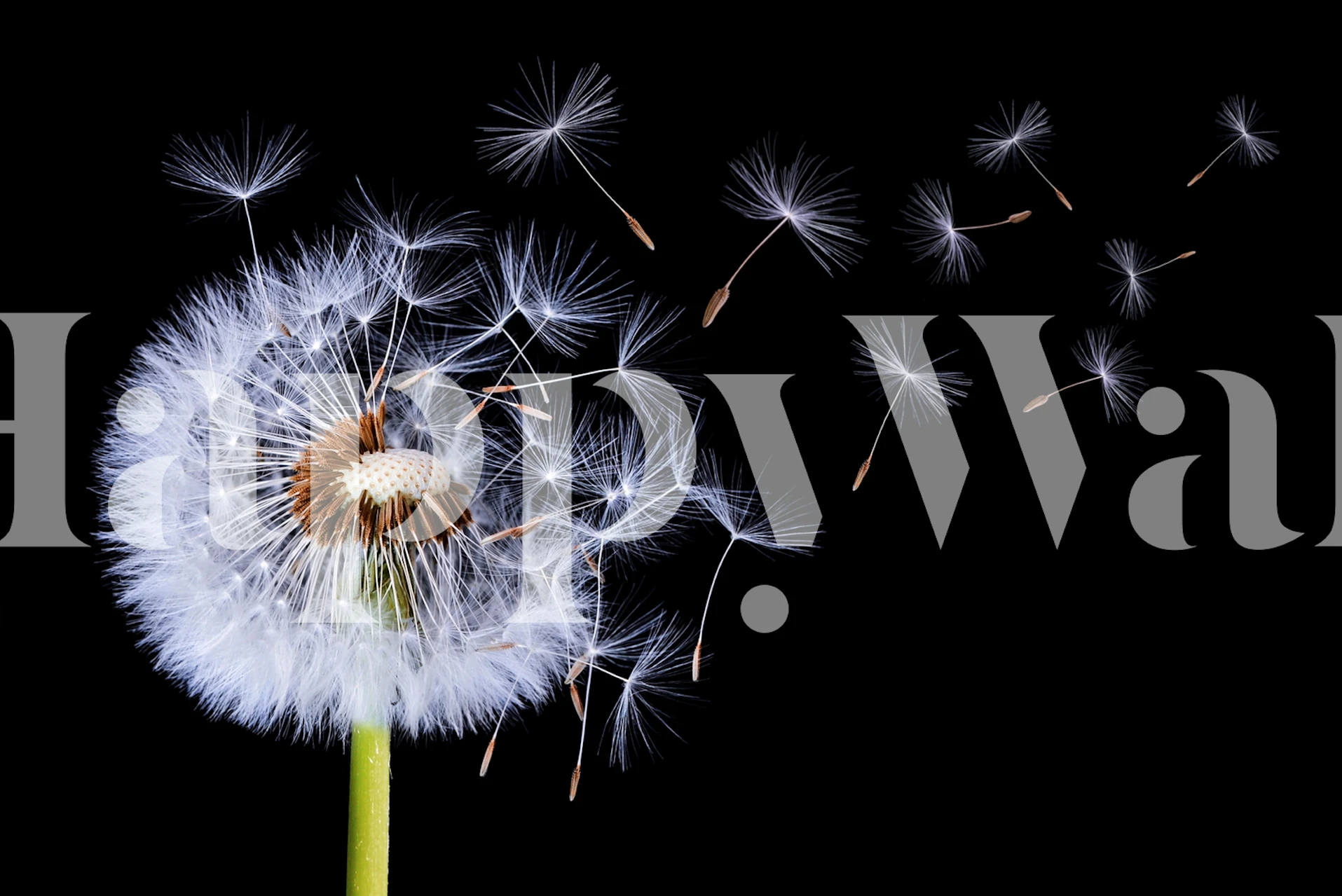 Dandelion blowing wallpaper in a room