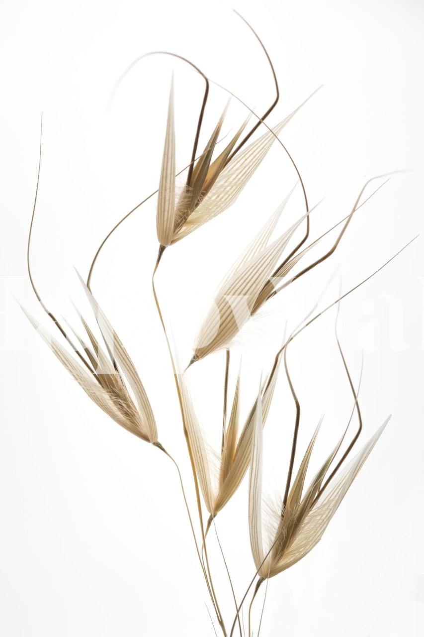 Natural looking wallpaper featuring delicate beige botanical elements