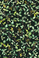 Ivy - green watercolor leaves dark tapeta