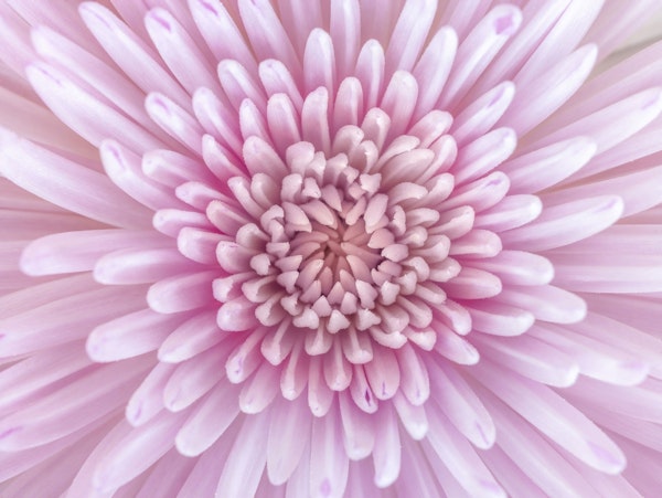 Chrysanthemum Flower