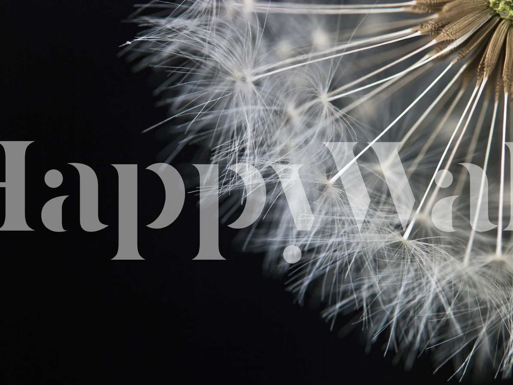 Close-up of dandelion seeds on a black background wallpaper