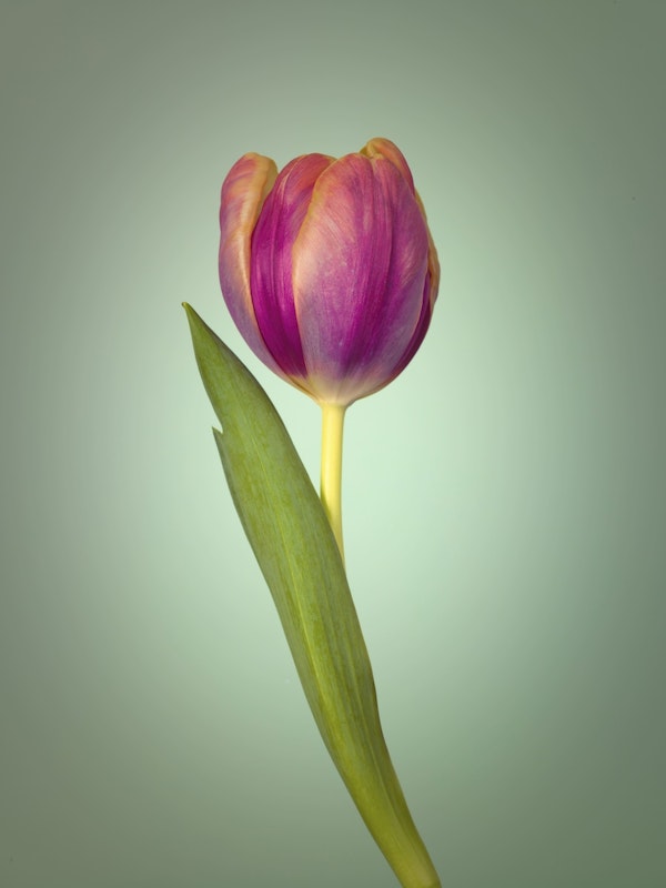 Single Tulip Flower