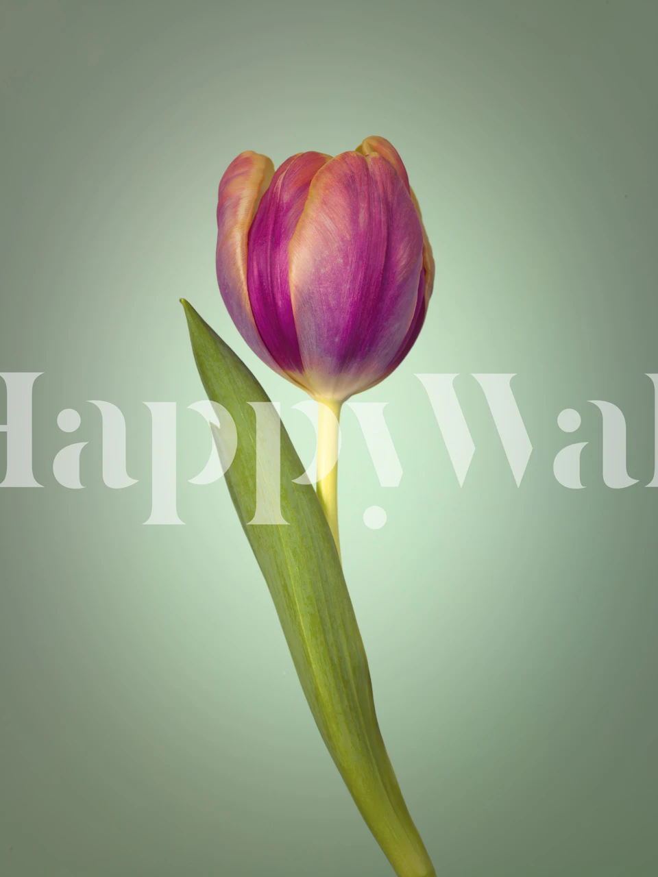 Papier peint Single Tulip Flower dans une pièce