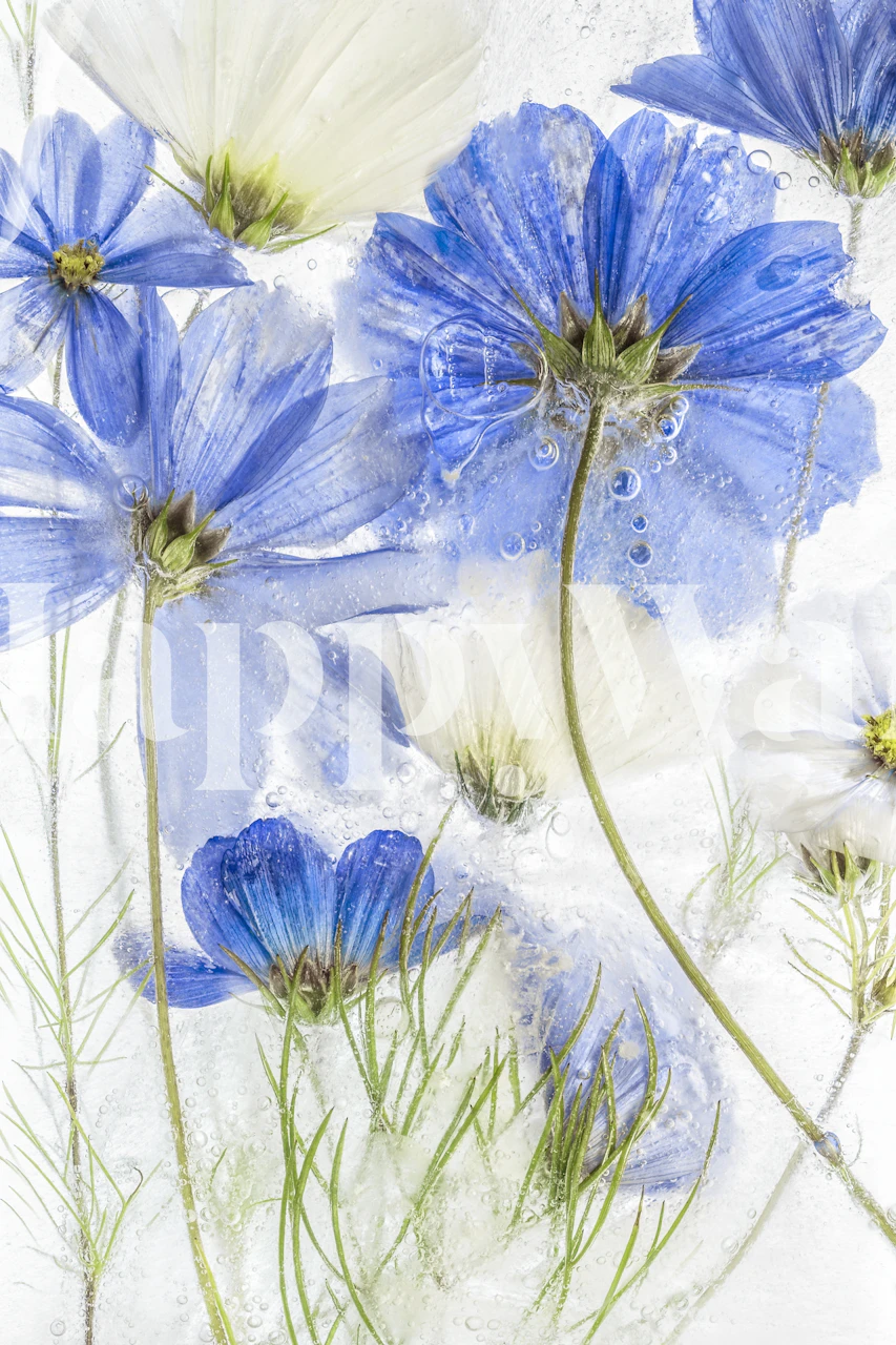Cosmos Blue wall mural featuring delicate blue cosmos flowers against a white background