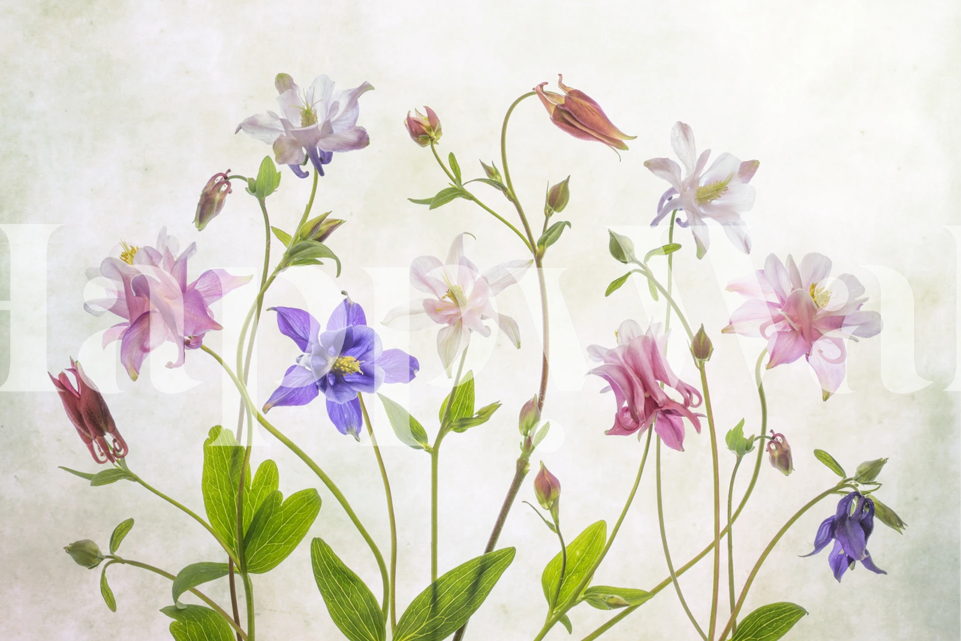 Pastel floral wallpaper with pink and purple columbine flowers