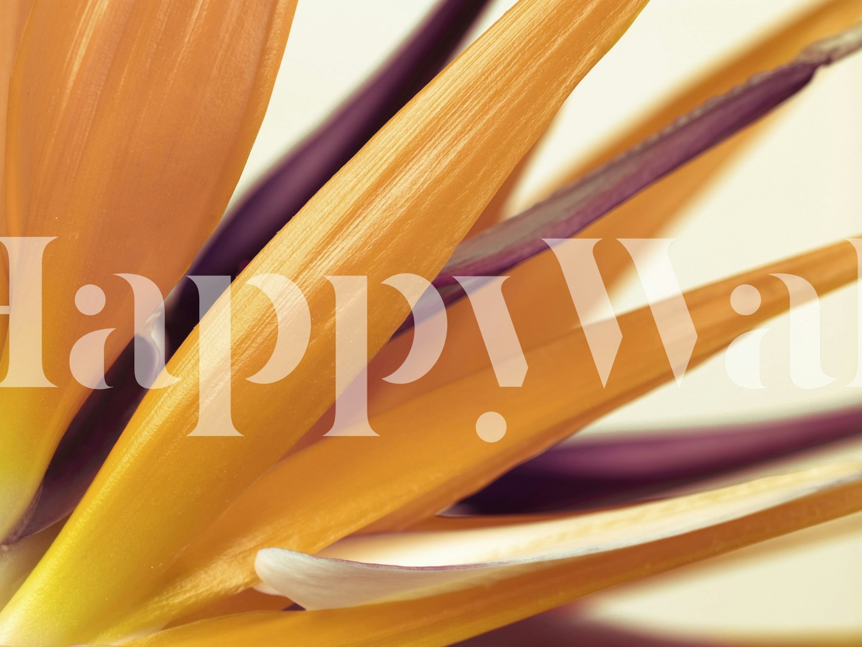 Tapeta Heliconia vystavená v místnosti