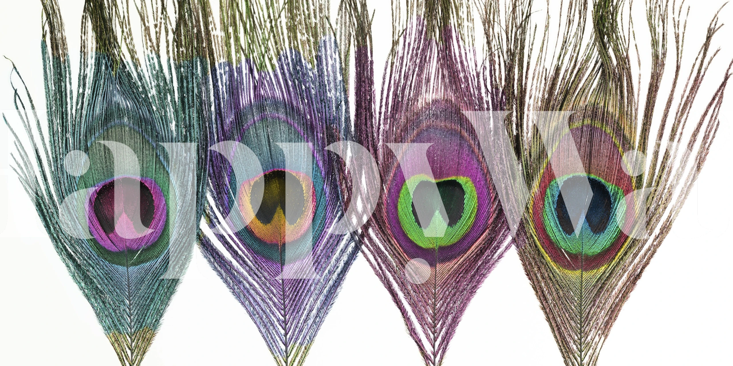 Colorful peacock feathers in vivid blues, greens, and purples wallpaper