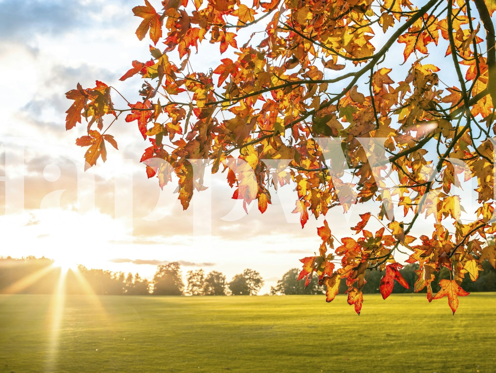 Fototapeta z jesiennymi liśćmi i światłem słonecznym przebijającym się przez gałęzie