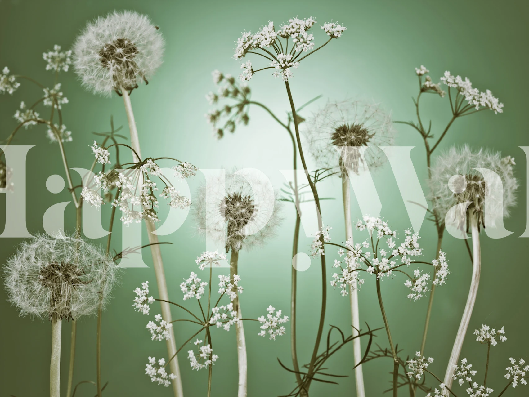 Dandelion floral patterns in white on green wallpaper