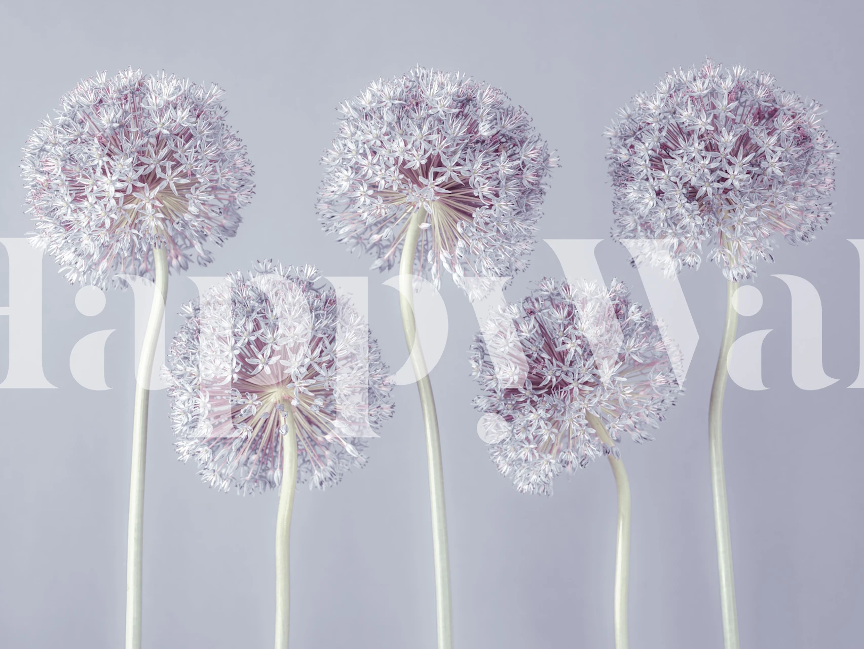 Allium Extravaganza papel tapiz floral en una habitación