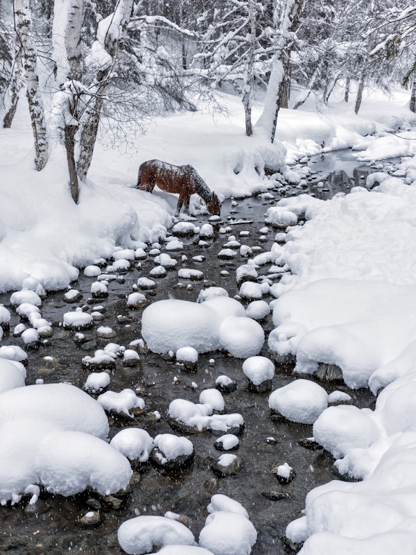 Drinking in snow
